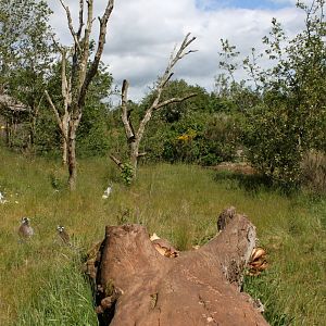 Givskud Zoo - Madagascar Island