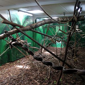 Givskud Zoo - Madagascar Island (House)