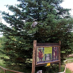 Givskud Zoo - Madagascar Island