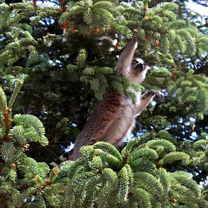 Givskud Zoo - Madagascar Island (Ring-tailed lemur)