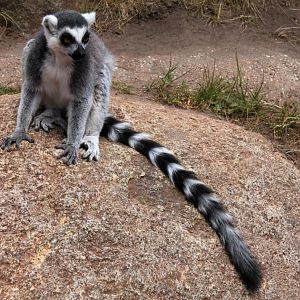 Givskud Zoo - Madagascar Island (Ring-tailed lemur)
