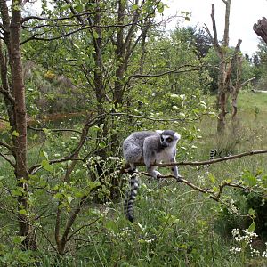 Givskud Zoo - Madagascar Island