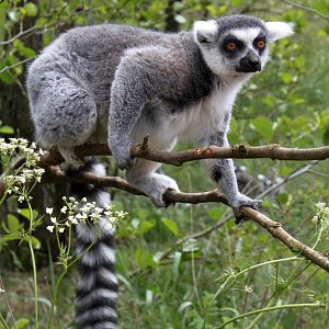 Givskud Zoo - Madagascar Island (Ring-tailed lemur)