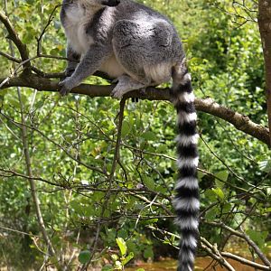 Givskud Zoo - Madagascar Island (Ring-tailed lemur)
