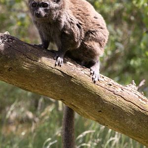 Givskud Zoo - Madagascar Island (Bamboo lemur)