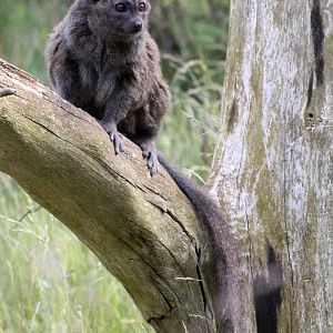 Givskud Zoo - Madagascar Island (Bamboo lemur)