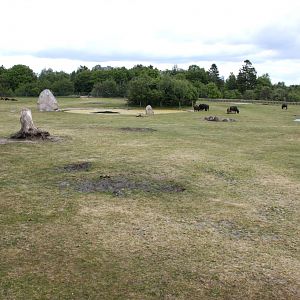 Givskud Zoo - African Savannah #3