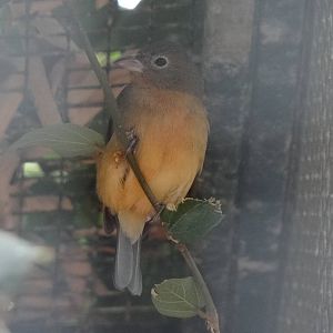 Rosita's bunting(female)