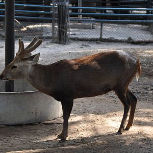 Hog deer/ Axis porcinus