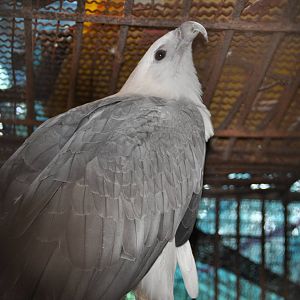 White-bellied sea eagle/ Haliaeetus leucogaster