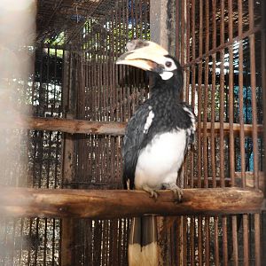 Northern pied hornbill/ Anthracoceros albirostris albirostris