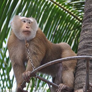 Northern pig-tailed macaque/ Macaca leonina