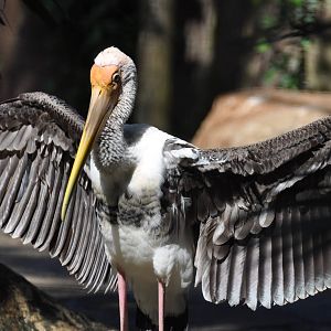 Painted stork/ Mycteria leucocephala