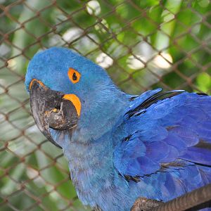 Hyacinth macaw/ Anodorhynchus hyacinthinus