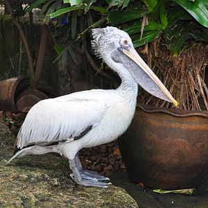 Spotted-billed pelican/ Pelecanus philippensis