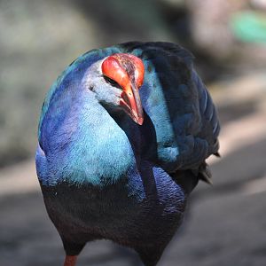 Purple swamphen/ Porphyrio porphyrio poliocephalus