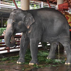 Asiatic elephant/ Elephas maximus