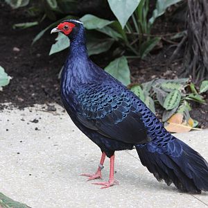 Edwards's pheasant (Lophura edwardsi)