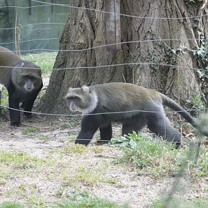 White-throated guenons (Cercopithecus albogularis)
