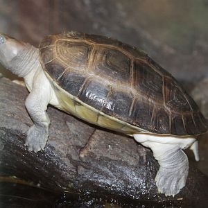 Unknown turtle from Royal Artis Zoo in Amsterdam