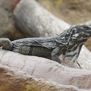 Unknown lizard from Artis Royal Zoo in Amsterdam