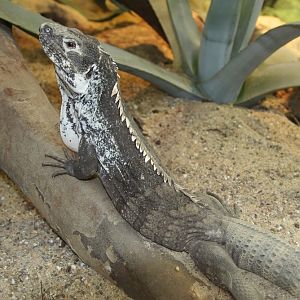 Unknown lizard from Artis Royal Zoo in Amsterdam