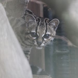 Margay (Leopardus wiedii)