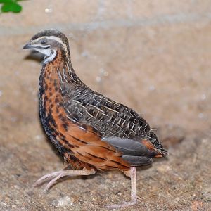 Harlequin quail/ Coturnix delegorguei