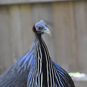 Vulturine guineafowl/ Acryllium vulturinum