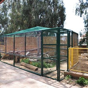 Rock hyraxes enclosure