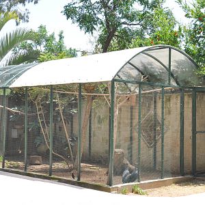 African birds aviary