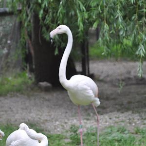 Greater flamingo/ Phoenicopterus roseus