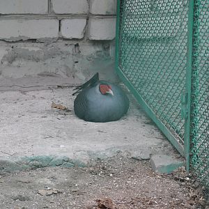 Siamese crested fireback/ Lophura diardi