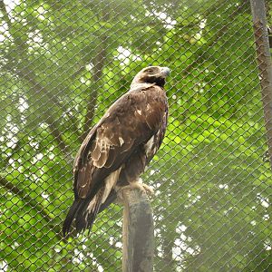 Imperial eagle/ Aquila heliaca