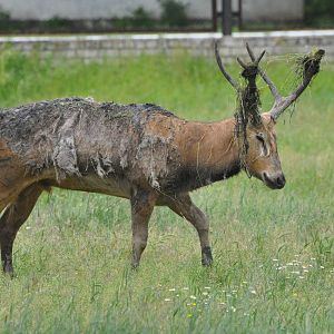 Pere David`s deer/ Elaphurus davidianus