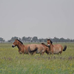 Przewalski`s wild horse/ Equus caballus przewalskii
