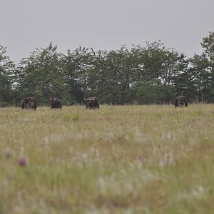 African buffalo/ Syncerus caffer