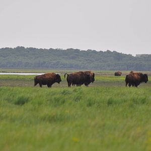American bison/ Bison bison
