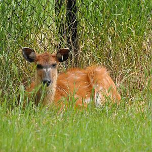 Sitatunga/ Tragelaphus spekii gratus