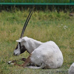 Arabian oryx/ Oryx leucoryx
