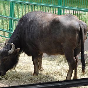 Asiatic water buffalo/ Bubalus bubalis