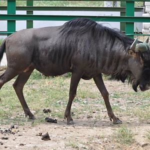 Blue wildebeest/ Connochaetes taurinus taurinus