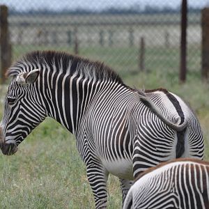 Grevy`s zebra/ Equus grevyi