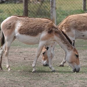 Turkmenian wild ass/kulan/ Equus hemionus kulan
