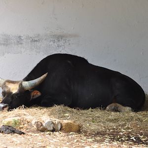 Domestic gayal/ Bos frontalis frontalis