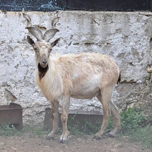 Turkmenian markhor/ Capra falconeri heptneri