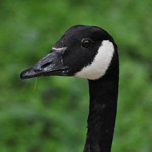 Canada goose/ Branta canadensis canadensis