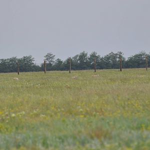 Should be Russian saiga antelope/ Saiga tatarica tatarica