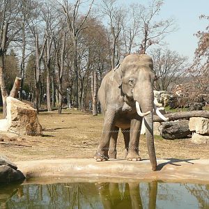 New Elephant complex