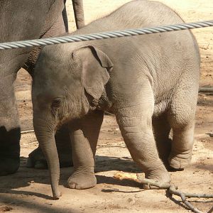 New Elephant complex